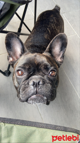 Fransız Bulldog, Köpek  Yoda fotoğrafı