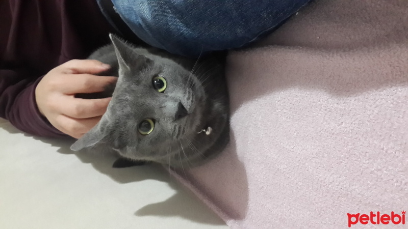 Mavi Rus, Kedi  Fıstık fotoğrafı