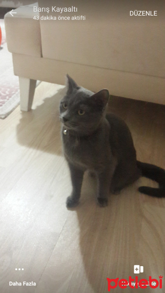 Mavi Rus, Kedi  Fıstık fotoğrafı