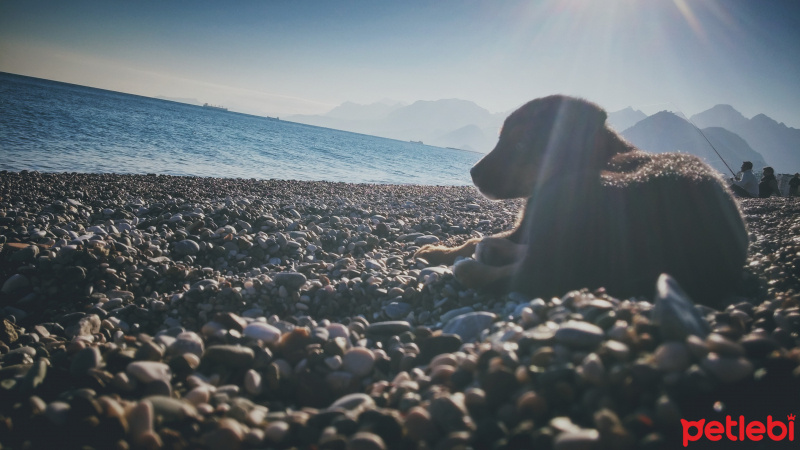 Rottweiler, Köpek  Loki fotoğrafı