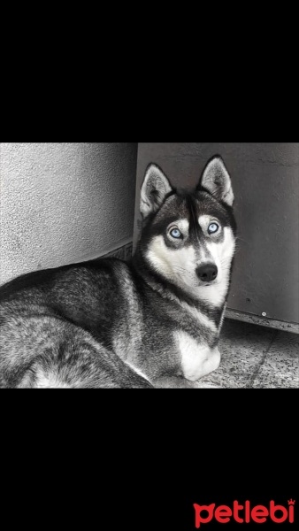 Sibirya Kurdu (Husky), Köpek  Deyzi fotoğrafı