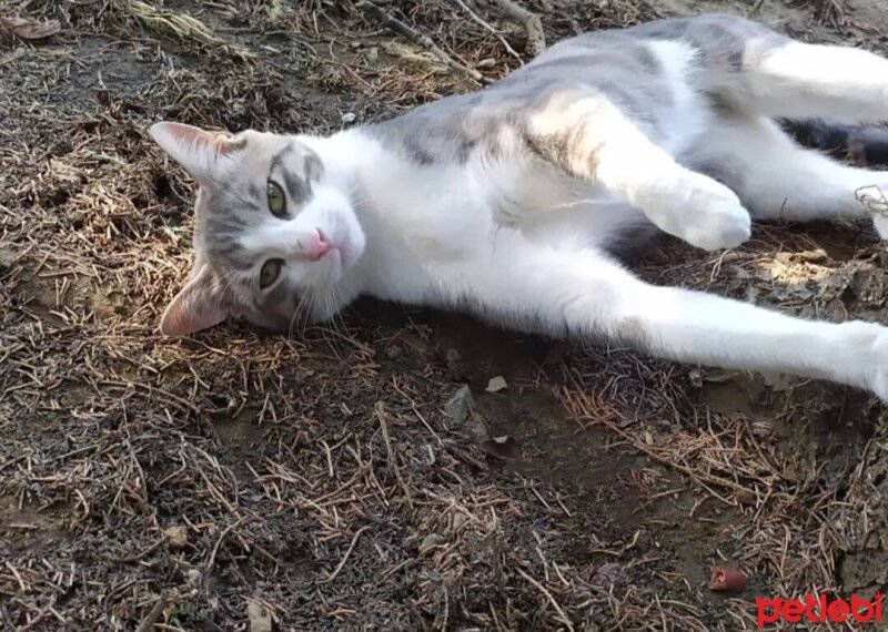 Tekir Kedi, Kedi  Gümüş fotoğrafı