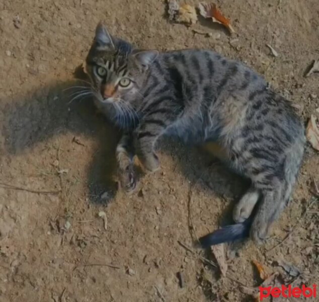 Tekir Kedi, Kedi  Badem fotoğrafı