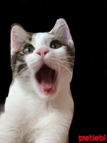 Tekir Kedi, Kedi  Loki fotoğrafı