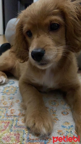 İngiliz Cocker Spaniel, Köpek  Tatlı Çocuk fotoğrafı