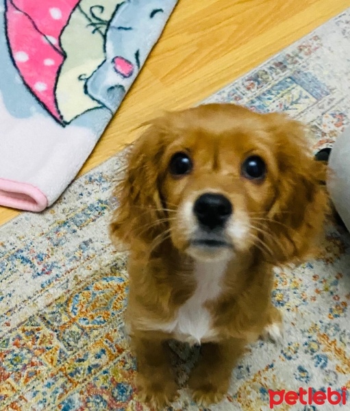 İngiliz Cocker Spaniel, Köpek  Tatlı Çocuk fotoğrafı