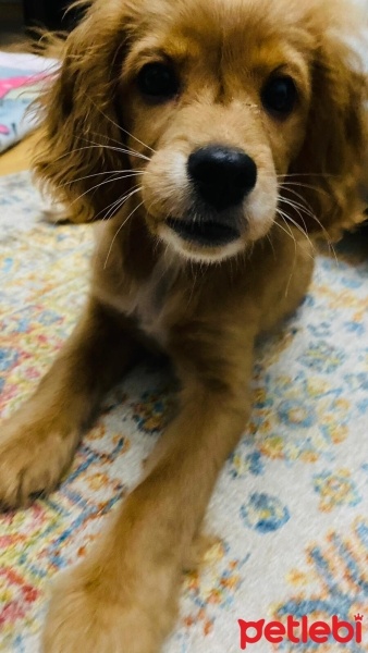 İngiliz Cocker Spaniel, Köpek  Tatlı Çocuk fotoğrafı