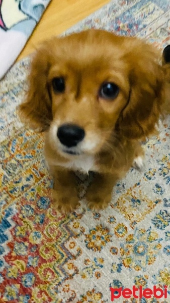 İngiliz Cocker Spaniel, Köpek  Tatlı Çocuk fotoğrafı