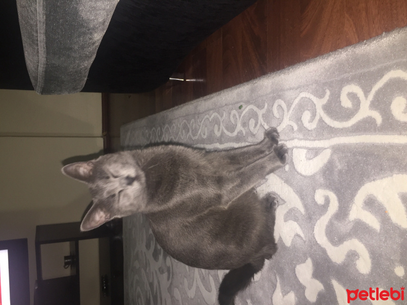 Mavi Rus, Kedi  Ponçik fotoğrafı