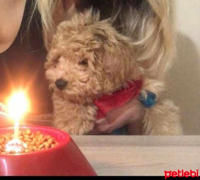 Poodle(Standart Kaniş), Köpek  Mocha fotoğrafı