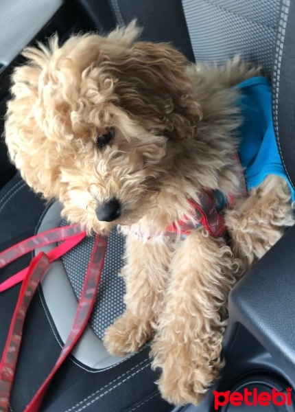 Poodle(Standart Kaniş), Köpek  Mocha fotoğrafı