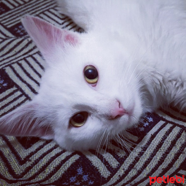 Van Kedisi, Kedi  Lokum fotoğrafı