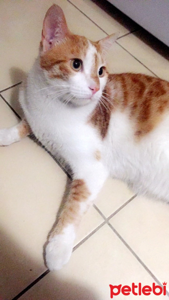 Abyssinian, Kedi  paytak fotoğrafı