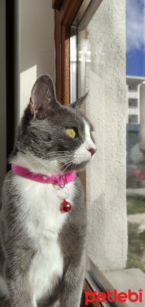 British Shorthair, Kedi  Mia fotoğrafı