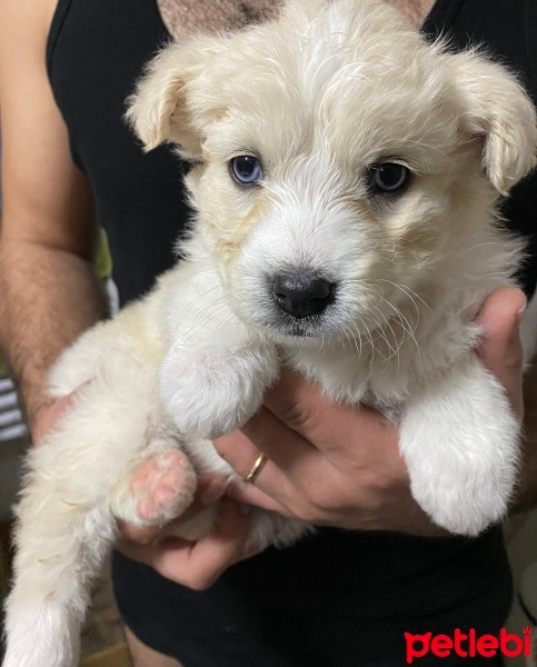 Sokö (Sokak Köpeği), Köpek  Brine fotoğrafı