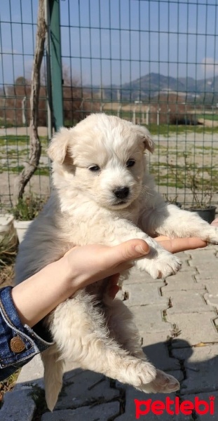Sokö (Sokak Köpeği), Köpek  Brine fotoğrafı