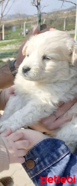 Sokö (Sokak Köpeği), Köpek  Brine fotoğrafı