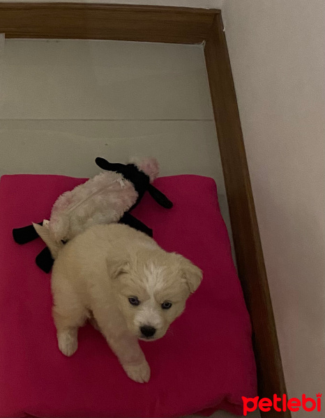 Sokö (Sokak Köpeği), Köpek  Brine fotoğrafı