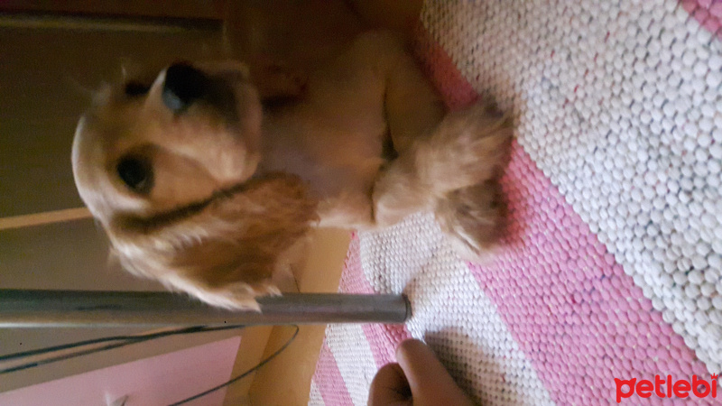 Amerikan Cocker Spaniel, Köpek  Sahra fotoğrafı