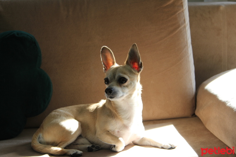 Chihuahua, Köpek  Pablo fotoğrafı
