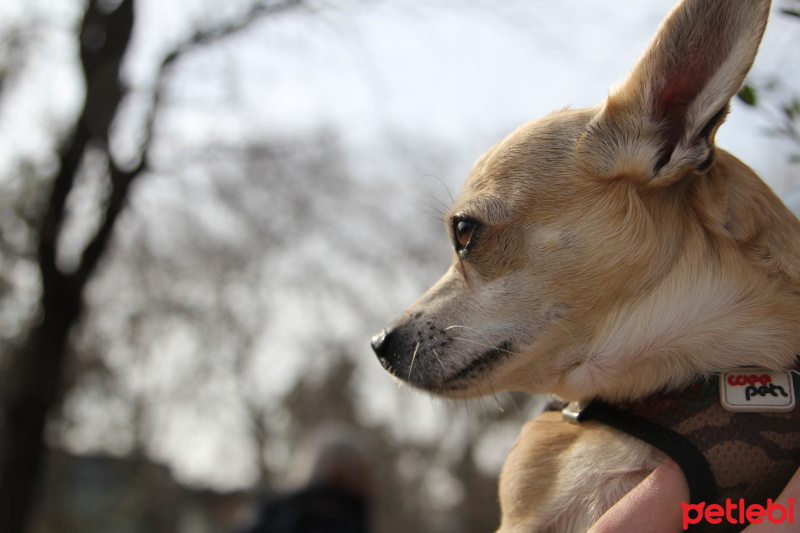 Chihuahua, Köpek  Pablo fotoğrafı