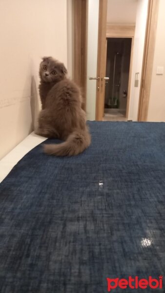 British Longhair, Kedi  PAMUK fotoğrafı