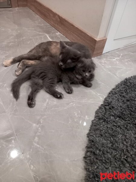 British Longhair, Kedi  PAMUK fotoğrafı