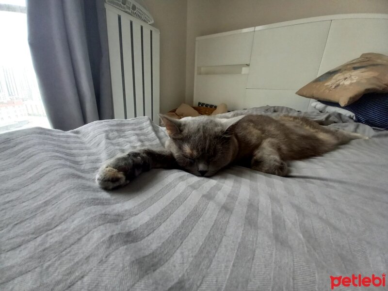 British Longhair, Kedi  PAMUK fotoğrafı