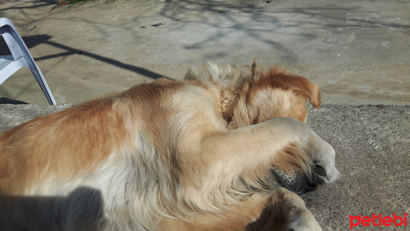 Golden Retriever, Köpek  Daisy fotoğrafı