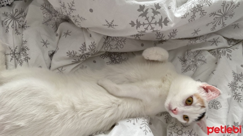 Tekir Kedi, Kedi  Boncuk fotoğrafı