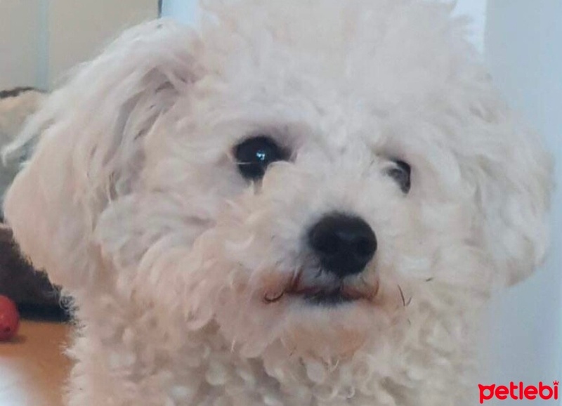 Bichon Frise, Köpek  Elsa fotoğrafı