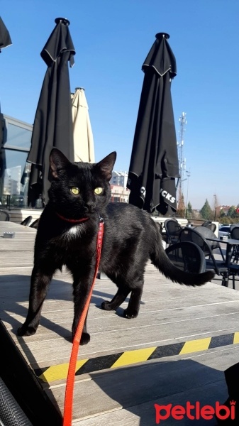 Tekir Kedi, Kedi  Gece fotoğrafı