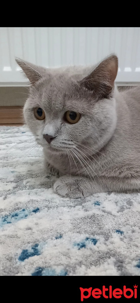 British Shorthair, Kedi  Poncik fotoğrafı