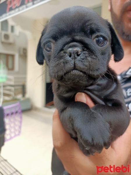 Pug, Köpek  Zeytin fotoğrafı