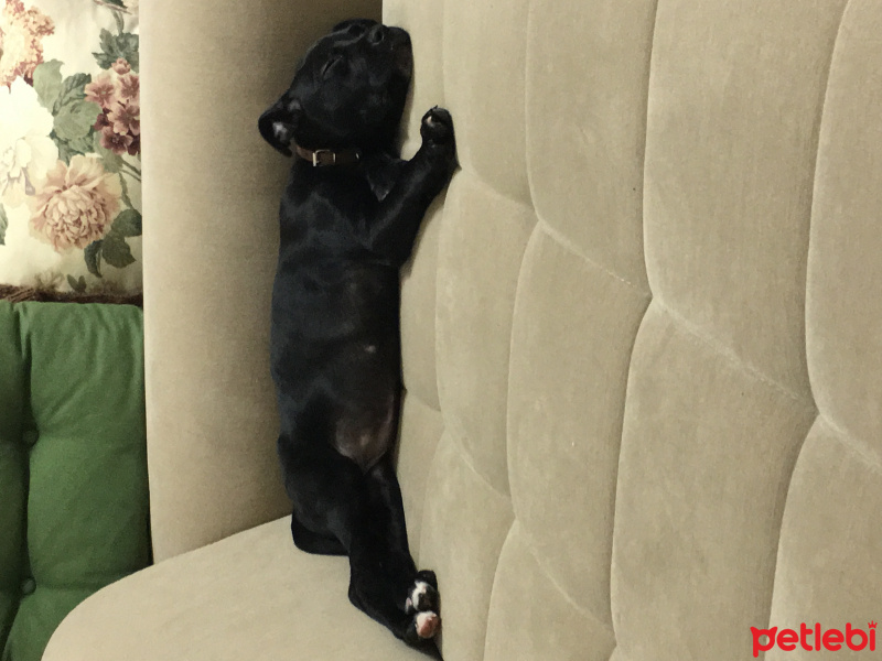 Amerikan Staffordshire Terrier, Köpek  Bitter  fotoğrafı