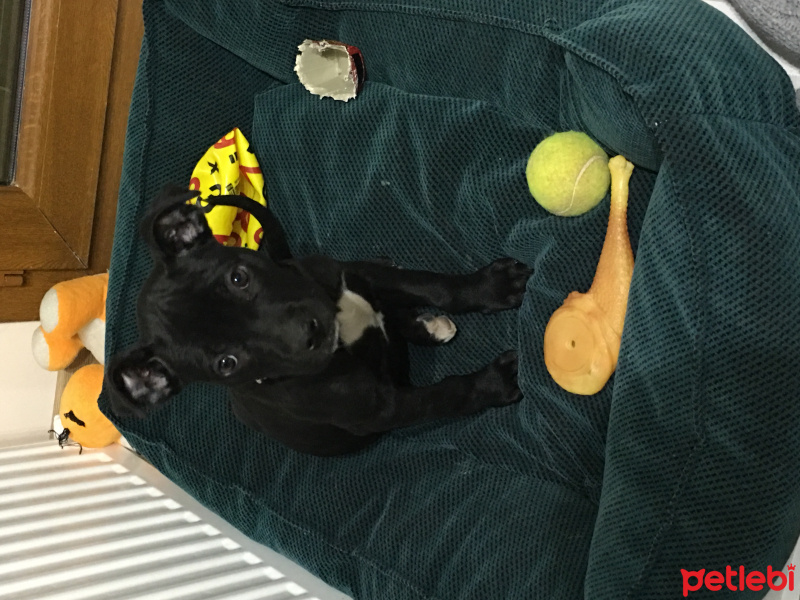 Amerikan Staffordshire Terrier, Köpek  Bitter  fotoğrafı