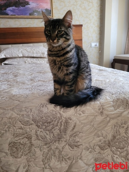 Tekir Kedi, Kedi  Boncuk fotoğrafı