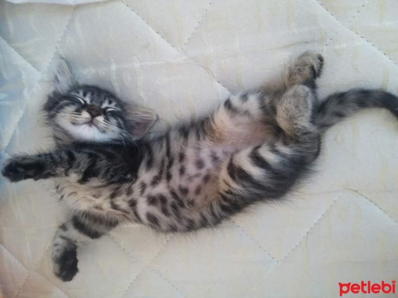 Tekir Kedi, Kedi  Boncuk fotoğrafı