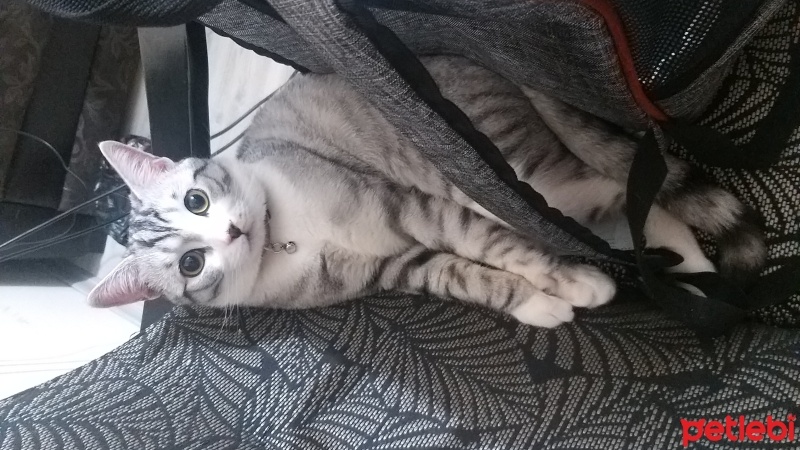 Tekir Kedi, Kedi  Çiko fotoğrafı