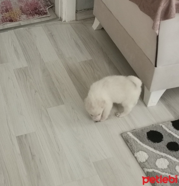 Chow Chow (çin Aslanı), Köpek  Mina fotoğrafı