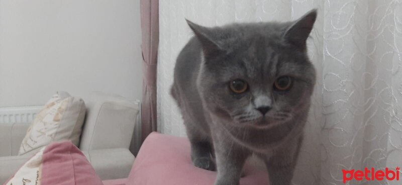 British Shorthair, Kedi  Pablo fotoğrafı