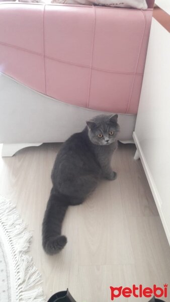 British Shorthair, Kedi  Pablo fotoğrafı