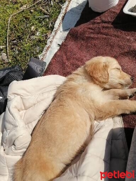 Golden Retriever, Köpek  MİŞA fotoğrafı