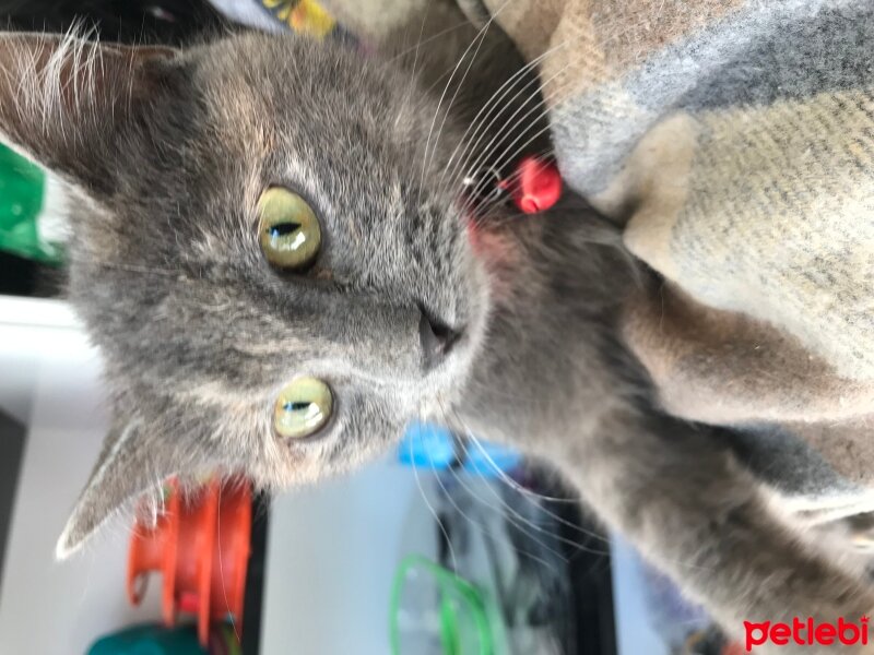 British Shorthair, Kedi  Duman fotoğrafı