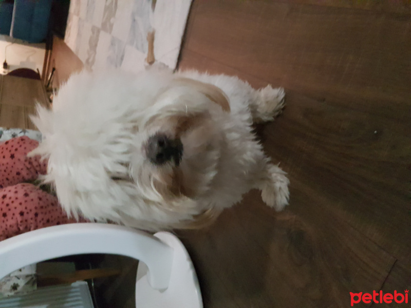 Maltese, Köpek  Zeytin fotoğrafı