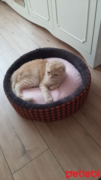 Scottish Fold, Kedi  Tarçın fotoğrafı
