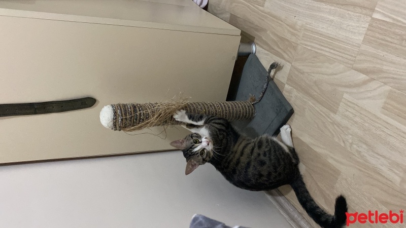 Tekir Kedi, Kedi  Şuppi fotoğrafı