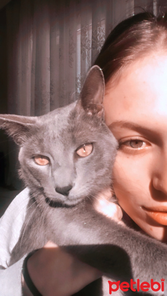Mavi Rus, Kedi  Rio fotoğrafı