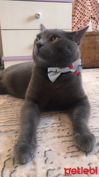 Mavi Rus, Kedi  Rio fotoğrafı