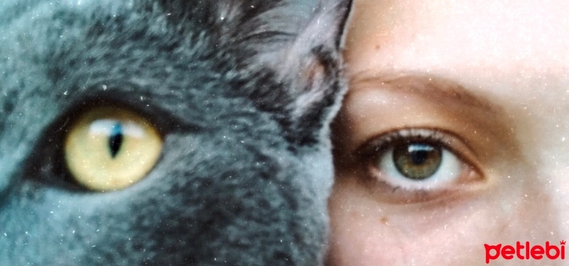 Mavi Rus, Kedi  Rio fotoğrafı